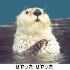 Racco_Wiki