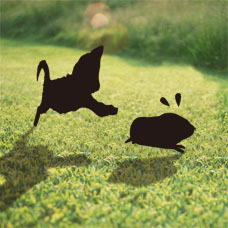 cavycraft