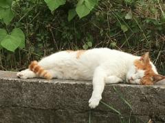 がちゅ