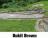 Bukit Brown Events